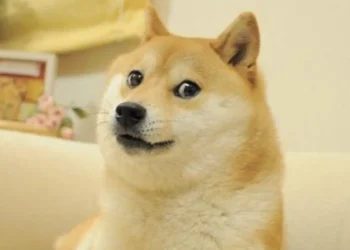 Kabosu, the Shiba Inu Behind the Doge Meme and Dogecoin’s Logo, Dies at 17