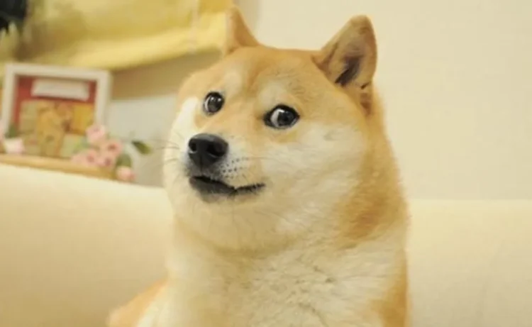 Kabosu, the Shiba Inu Behind the Doge Meme and Dogecoin’s Logo, Dies at 17