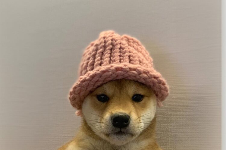 Dogwifhat X Account Hacked to Promote Token Pump-and-Dump Scheme